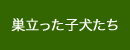 巣立った子犬たち