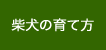 柴犬の育て方