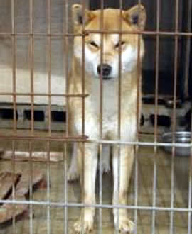 無償犬