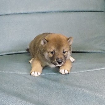 無償犬