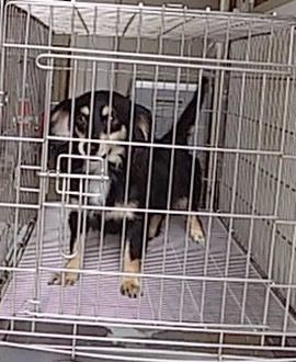 無償犬