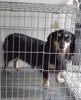 無償犬