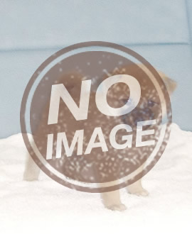 無償犬