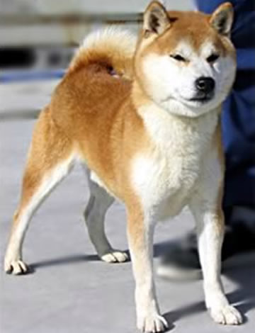 元丸号