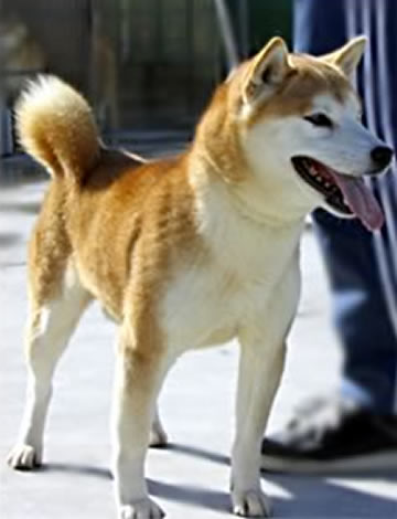 阿洲の剣