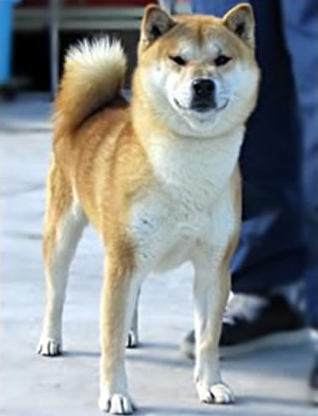 剣真